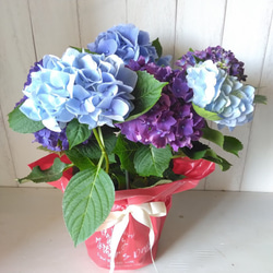 あじさい　ハイドランジア　2色植え　5号鉢　ブルー系　化粧箱 1枚目の画像