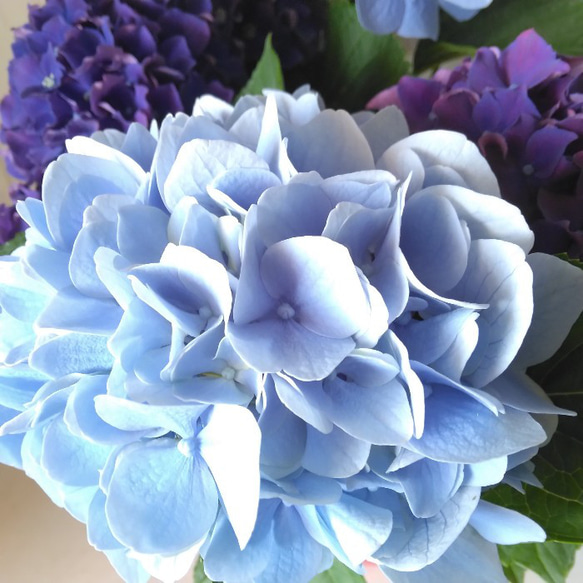 あじさい　ハイドランジア　2色植え　5号鉢　ブルー系　化粧箱 3枚目の画像