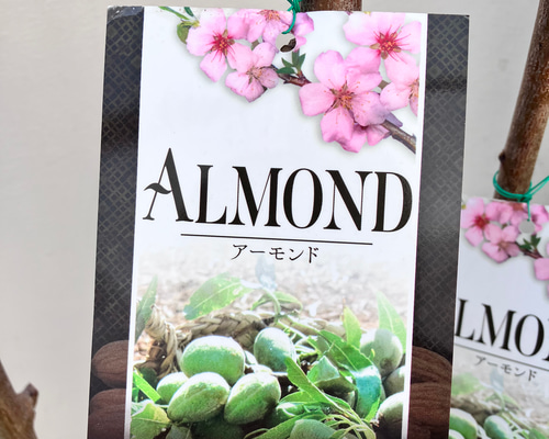アーモンド　接木　ピンク花　花も実も楽しめます　落葉樹 アーモンドの木＊落葉樹＊接木＊ガーデニング＊ アートフラワー bloom
