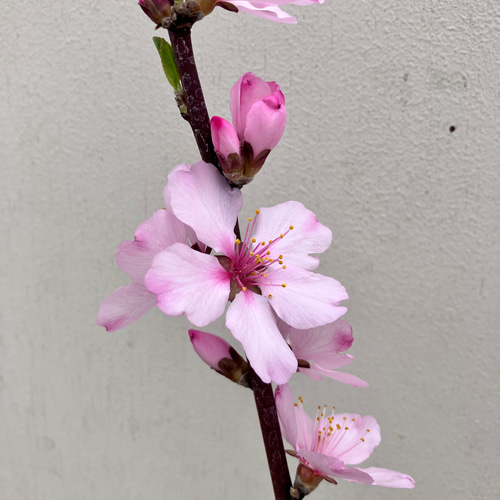 アーモンドの木＊落葉樹＊接木＊ガーデニング＊ アートフラワー bloom