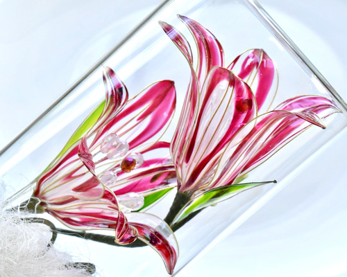 ユリの種子　標本 ユリの種子 標本 ユリの種子 標本