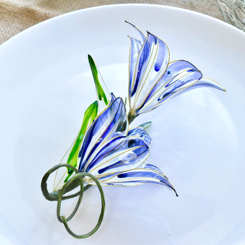 ユリの種子　標本 ユリの種子 標本