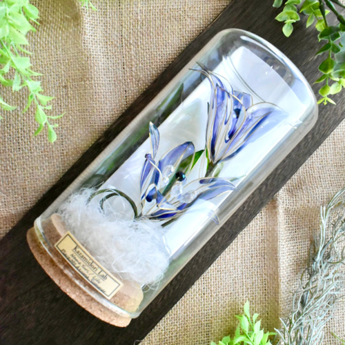 ユリの種子　標本 ユリの種子 標本