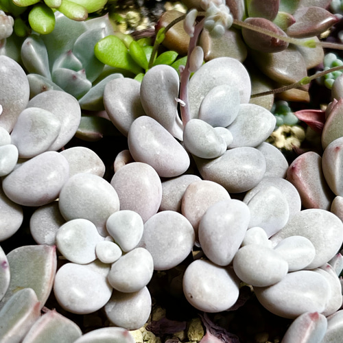 専用！多肉植物^o^  希少交配種　花うらら×達磨秀麗　小苗 専用！多肉植物^o^ 希少交配種 花うらら×達磨秀麗 小苗 楽天市場】多肉