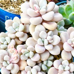 だるま秀麗＊多肉植物＊カット苗＊2本 多肉植物 ＊N＊ 通販 17667595