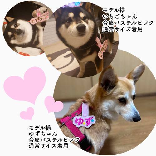 トレポンティ☆ユリウスk9☆ネームタグ☆ハーネス☆リード☆キャリー