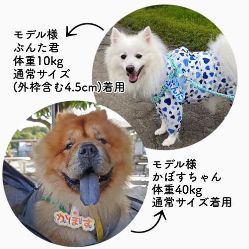 めるぱ★首輪★ハーネス★トレポンティ★ユリウスk9★ネームタグ トレポンティ☆ユリウスk9☆ハーネス☆首輪リード☆ネームタグ