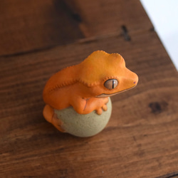 Crested gecko on the stone 第3張的照片