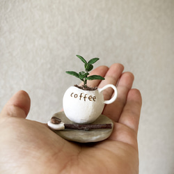 8718.bud 粘土の鉢植え コーヒーの木セット 5枚目の画像