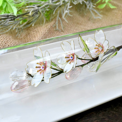 ■受注制作【植物標本 S】さくら 7枚目の画像