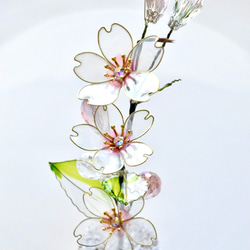 ■受注制作【植物標本 S】さくら 4枚目の画像