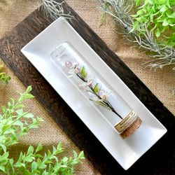 ■受注制作【植物標本 S】さくら 6枚目の画像