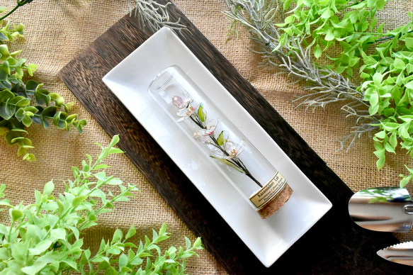 ■受注制作【植物標本 S】さくら 6枚目の画像