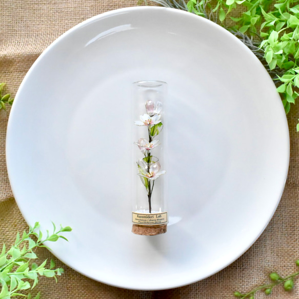 ■受注制作【植物標本 S】さくら 3枚目の画像