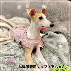 【小型犬用犬服】後ろのリボンがかわいすぎる♡スラッシュ開きの花畑ワンピース⭐︎ 9枚目の画像