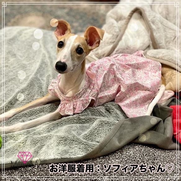 【小型犬用犬服】後ろのリボンがかわいすぎる♡スラッシュ開きの花畑ワンピース⭐︎ 8枚目の画像