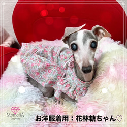 【ミニピン用犬服】後ろのリボンがかわいすぎる♡スラッシュ開きの花畑ワンピース⭐︎ 7枚目の画像