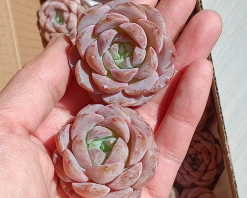 8b85d1b2a31a6c4c4294ffa3e02fc3