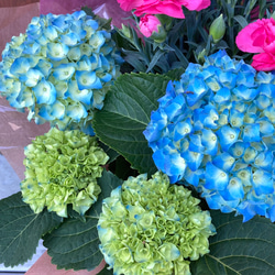 一点物【母の日鉢物】お花を長く楽しみたいお母さんへ♡　鉢セット　花苗・器・ラッピング／アジサイ・カーネーション・アイビー 3枚目の画像