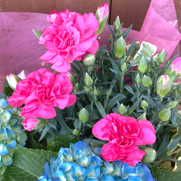 一点物【母の日鉢物】お花を長く楽しみたいお母さんへ♡　鉢セット　花苗・器・ラッピング／アジサイ・カーネーション・アイビー 4枚目の画像