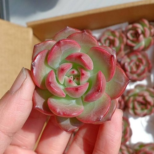 レア‼️ ずっしり‼️ 多肉植物(韓国苗) エケベリア モンロークイーン