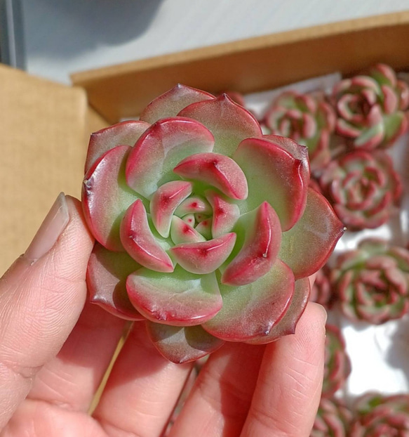 レア‼️ ずっしり‼️ 多肉植物(韓国苗) エケベリア モンロークイーン