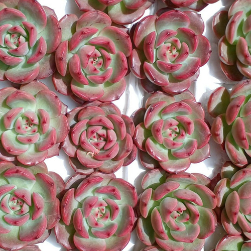 モンロークイーン