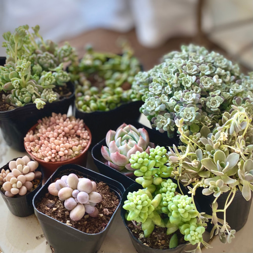 木漏れ日の鳥かご』寄せ植えセット 多肉植物 多肉寄せ植え 多肉植物 は