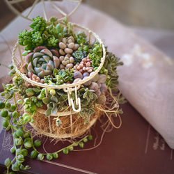 鳥型多肉植物アレンジメント 鳥型多肉植物アレンジメント