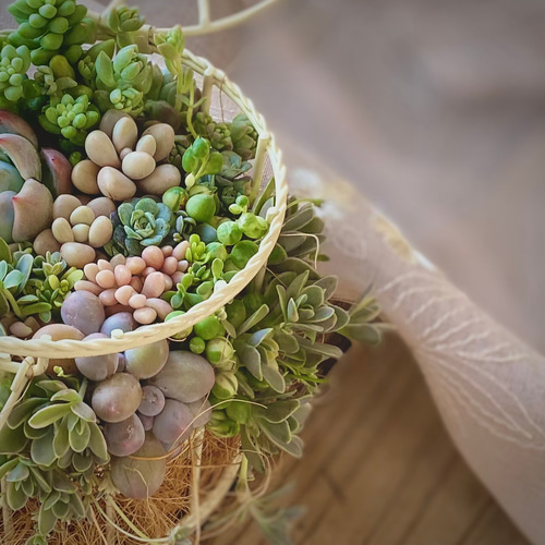 木漏れ日の鳥かご』寄せ植えセット 多肉植物 多肉寄せ植え 多肉 木漏れ日の鳥かご』寄せ植えセット 多肉植物 多肉寄せ植え 多肉