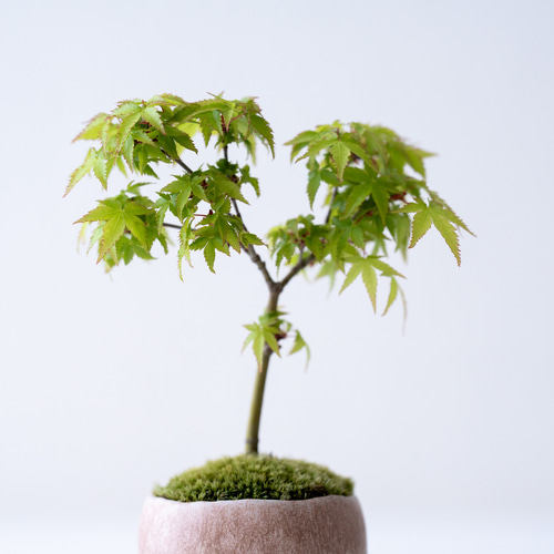清姫モミジ｜桃色のうつわ 盆栽 Sekibokka 通販 17669276