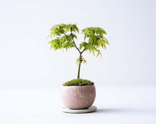 c37c7c5d0927a4dd41227dc4efe616