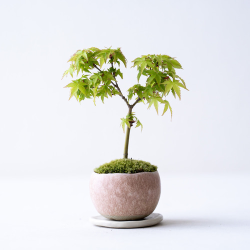 三河盆栽　清姫モミジ　盆栽 三河盆栽 清姫モミジ 盆栽 盆栽 清姫もみじ | もすりぃ