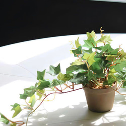 光触媒　人工観葉植物　ウォールグリーン　フェイクグリーン　アイビーポットajt 5枚目の画像