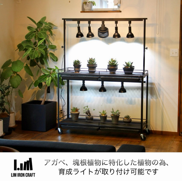 アガベ、塊根に特化した水受けトレー付き植物棚　ボタニカルシェルフ　ライトレール アガベ これにより