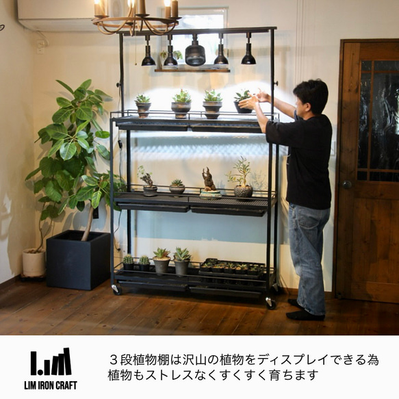 アガベ、塊根に特化した水受けトレー付き植物棚　ボタニカルシェルフ　ライトレール アガベ これにより