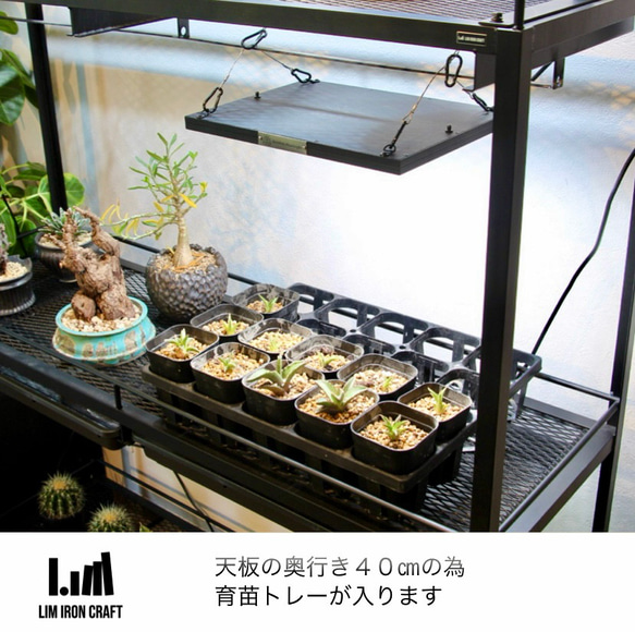 アガベ、塊根に特化した水受けトレー付き植物棚　ボタニカルシェルフ　ライトレール アガベ これにより