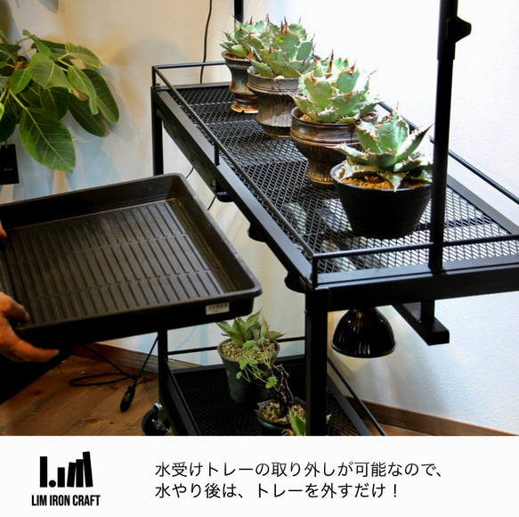 アガベ、塊根に特化した水受けトレー付き植物棚　ボタニカルシェルフ　ライトレール アガベ これにより