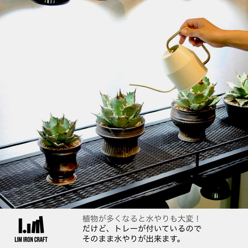 アガベ、塊根に特化した水受けトレー付き植物棚 ボタニカル
