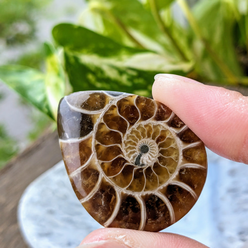 ☆アンモナイト化石☆天然石ルース A 170 天然石 ファミリア 通販