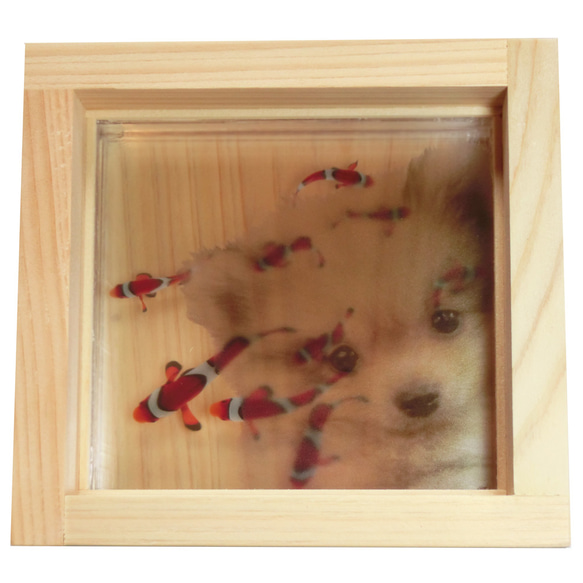 ポメラニアン 犬 イヌ いぬ クマノミ 桧 誕生日 ペット 動物アート 贈り物 ギフト プレゼント 2枚目の画像