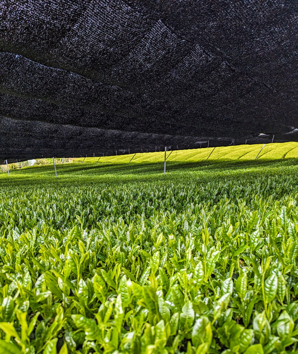 玉露のような濃厚茶！令和6年新茶！さえみどりの被せ煎茶「貢大」10g 8枚目の画像