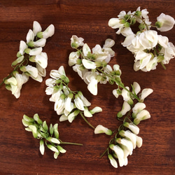【季節限定】アカシアの花 フレッシュ 天麩羅用 3枚目の画像