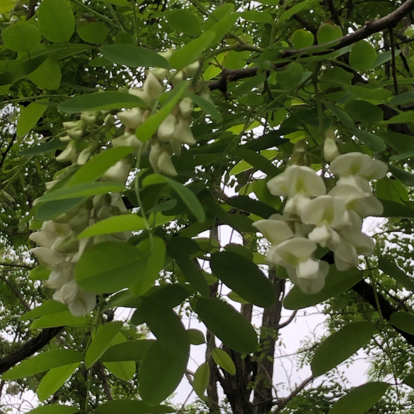 【季節限定】アカシアの花 フレッシュ 天麩羅用 10枚目の画像