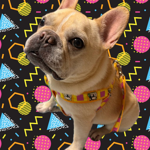 フレブル柄ハーネス＆リードセット♡カラフルフレブル黄色フレブル服