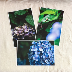 紫陽花ポストカード３枚セット 1枚目の画像