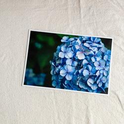 紫陽花ポストカード３枚セット 4枚目の画像
