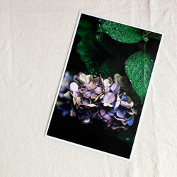 紫陽花ポストカード３枚セット 2枚目の画像