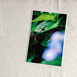 紫陽花ポストカード３枚セット 3枚目の画像