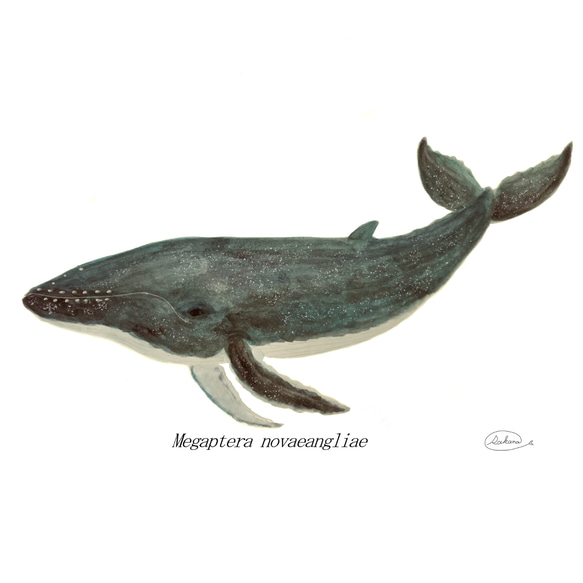 （送料無料）ポストカード　クジラ　グラフィック　海　自然　生き物　星　絵画　インテリア　おしゃれ　リビング　動物　アート 2枚目の画像